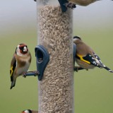 Byars Care Home